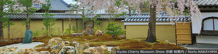 Kyoto Cherry Blossom Show